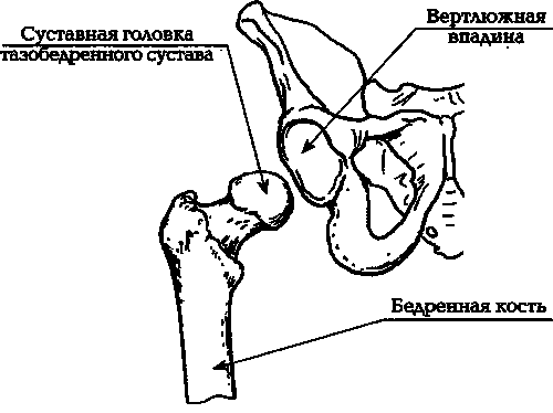 Как разработать тазобедренный сустав. Доктор Евдокименко гимнастика для тазобедренных суставов. Упражнения Евдокименко для тазобедренных суставов. Лечебная гимнастика для тазобедренных суставов доктор Евдокименко. Вертлужная впадина тазобедренного сустава.